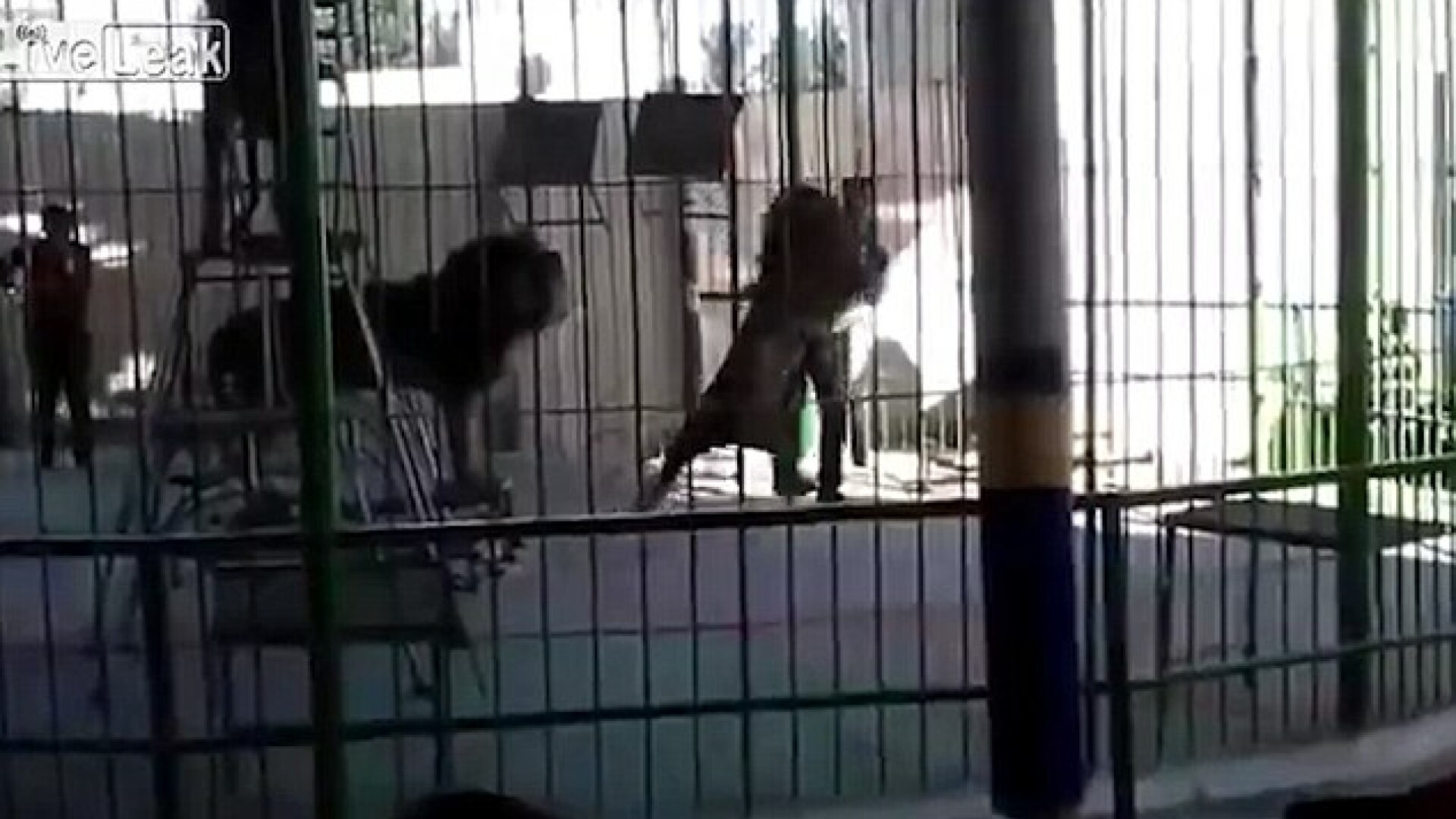 Accident la circul din Alexandria: Imblanzitorul de lei a fost sfasiat de fiara chiar sub ochii spectatorilor ingroziti VIDEO