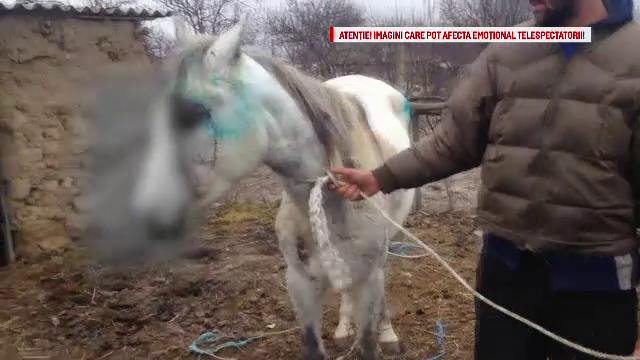 Iapa gestanta, calcata cu masina si lovita cu securea. Veterinarii se lupta sa tina animalul in viata, pentru a naste