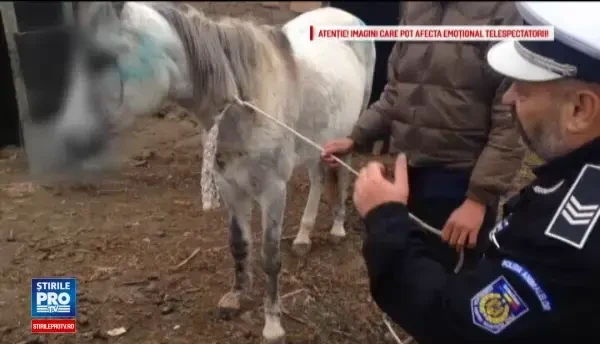 Incident de o cruzime rara, in Tulcea. Motivul pentru care un barbat a urmarit cu jeepul, apoi a calcat o iapa