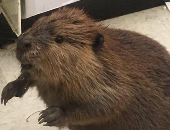 Un castor a fost arestat intr-un magazin din America. Ce a incercat sa devoreze animalul