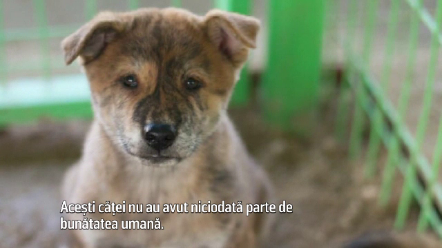 Au fost salvati de la moarte dintr-o ferma ilegala de carne de caine, aflata in Coreea de Sud. Unde au ajuns acum catelusii