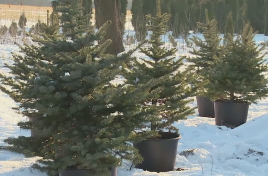 De unde provin brazii scosi la vanzare pentru Craciun. Suma uriasa pe care o poate castiga un proprietar de pepiniera