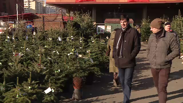 Vanzatorii lupta in oferte si au scos pe piata bradul reciclabil si in rate. Pretul pomilor cu 3 saptamani inainte de Craciun