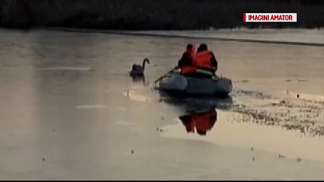 Lebada ranita salvata de pompieri dintr-un lac inghetat, la Caracal. Cum a decurs operatiunea