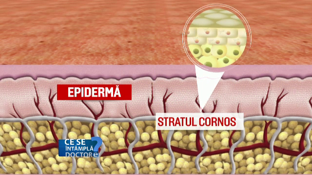 reinnoirea celulelor