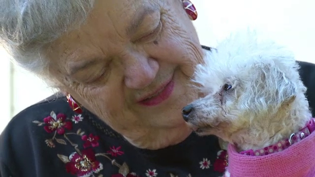 Regasire miraculoasa intre o femeie si cainele sau, dupa 9 ani de cand animalul a disparut. Cum a ajuns inapoi la stapana