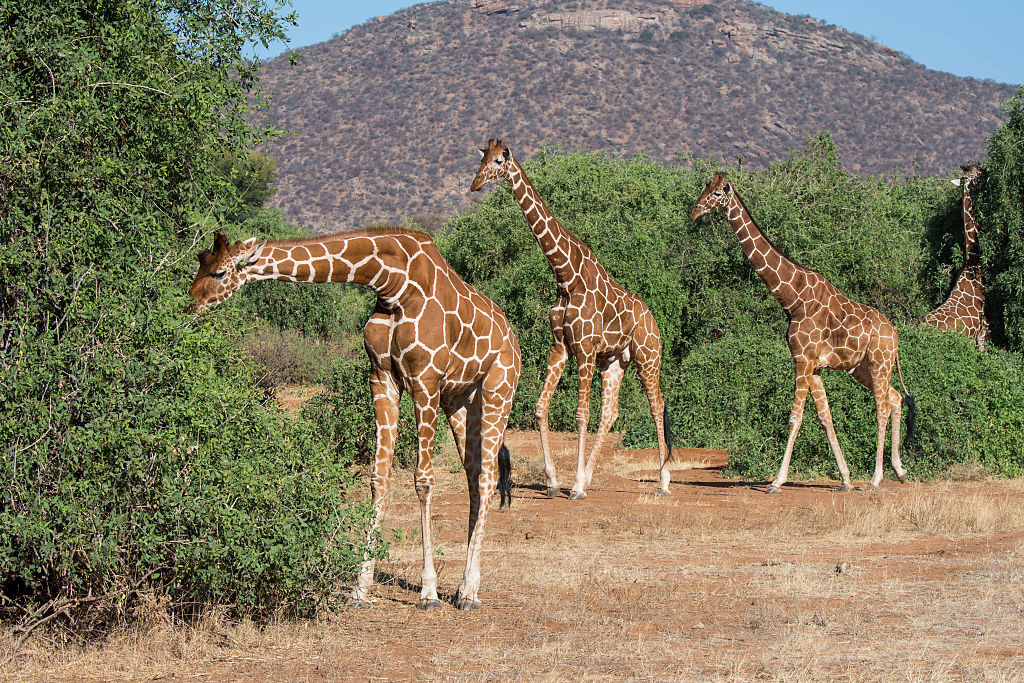 Girafele sunt pe cale de disparitie. Avertismentul facut de activistii ecologisti