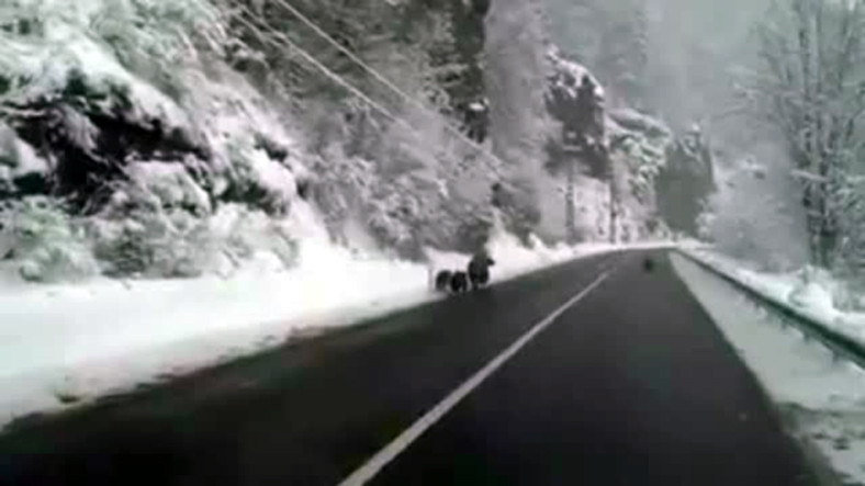 Familie de ursi filmata pe un drum national din Transilvania. De ce nu hibernau animalele, desi e decembrie