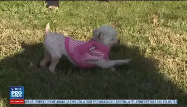 Regasire miraculoasa intre o femeie si cainele sau, dupa 9 ani de cand animalul a disparut. Cum a ajuns inapoi la stapana