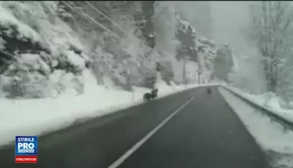 Familie de ursi filmata pe un drum national din Transilvania. De ce nu hibernau animalele, desi e decembrie