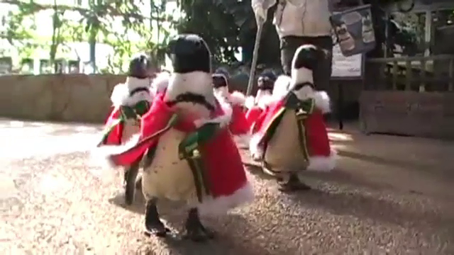 Defilare in straie festive a pinguinilor de la un parc acvatic din Japonia. Accesoriul purtat pentru a iesi in evidenta