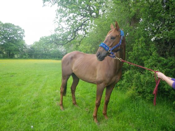 Calarea de doua ori pe saptamana un cal subnutrit, care abia se mai tinea pe picioare. Cum a fost prinsa femeia de autoritati
