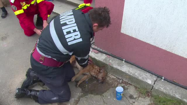 Prima reactie a pompierului Costache Mugurel, cel care a impresionat toata tara resuscitand un caine ranit in incendiu