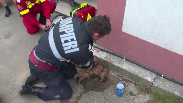 Catelusul resuscitat minute in sir de pompierul erou din Pitesti a murit. Mesajul publicat de Costache Mugurel