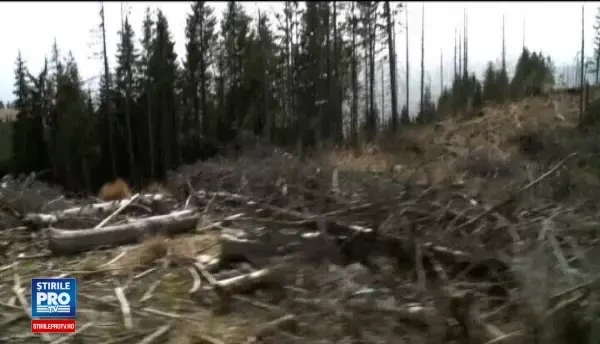 Hotii de lemne, monitorizati prin satelit de autoritati. Cum se va face diferenta dintre defrisarile legale si ilegale