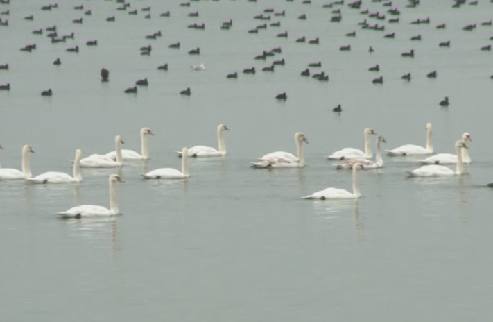 Lebedele siberiene care fac senzatie la Slatina. De 10 ani, pasarile vin in fiecare iarna pe raul Olt