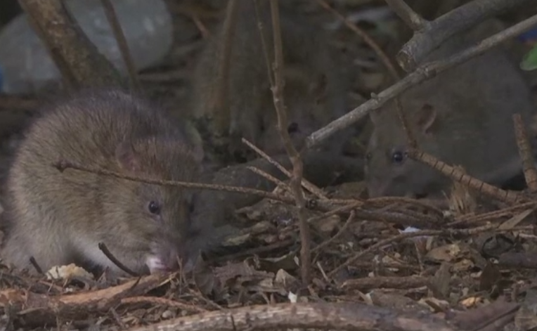 Invazie de sobolani la Paris. Rozatoarele sunt de 2 ori mai multe decat locuitorii, parcurile au fost inchise