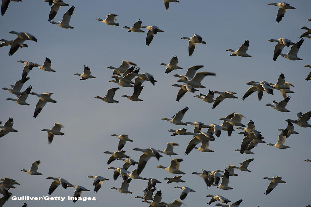 Catastrofa ecologica in SUA. Motivul pentru care mii de gaste au murit dupa ce s-au asezat pe apa unui lac