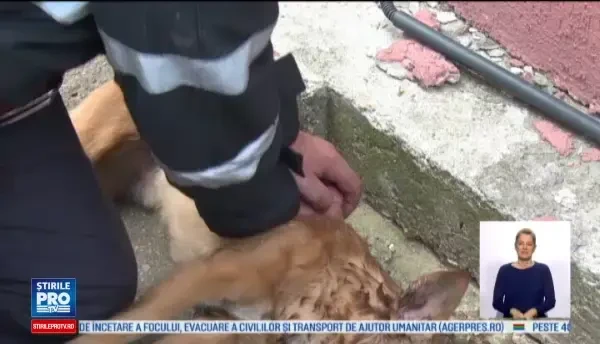 Pompierul care a salvat un caine facandu-i respiratie gura la gura, privit ca un erou: M-a sunat fetita mea si mi-a multumit