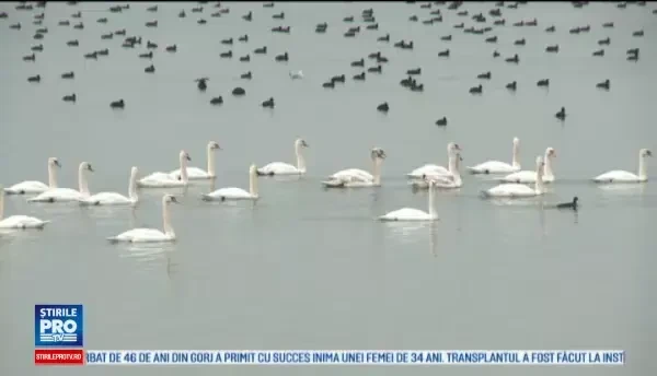 Lebedele siberiene care fac senzatie la Slatina. De 10 ani, pasarile vin in fiecare iarna pe raul Olt
