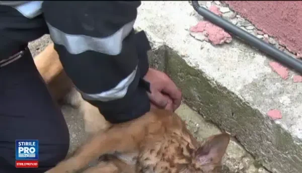 Pompierului erou din Pitesti i-au dat lacrimile la reintalnirea cu Snoopy, catelul pe care l-a salvat