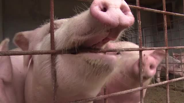 Un taran din Prahova a decis sa impuste porcul, insa a gresit tinta. Pe cine era sa sacrifice din greseala