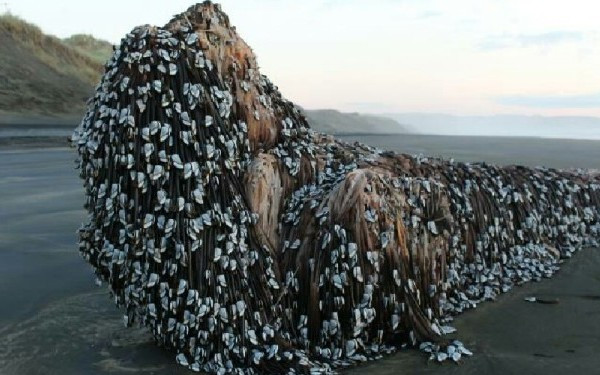 Aparitie stranie pe o plaja din Noua Zeelanda. O formatiunea stancoasa a aparut la mal