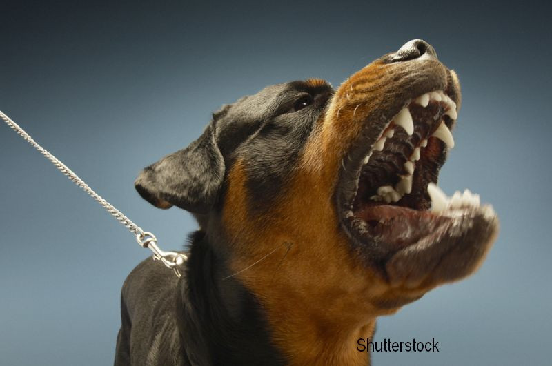 Un copil de 3 ani a fost sfasiat de un caine Rottweiler, iar atacul a fost filmat. Ce a patit cainele agresiv dupa incident