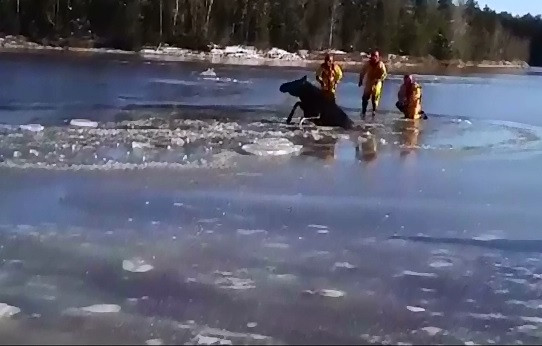 Misiune delicata in Canada. Pompierii au fost chemati, in ajutorul unui elan, ramas captiv in apele inghetate ale unui rau