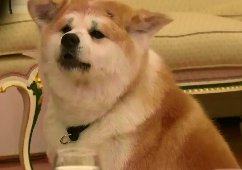 Vladimir Putin si-a adus unul dintre caini la o intalnire cu jurnalistii japonezi. Cum a reactionat Yume in fata strainilor