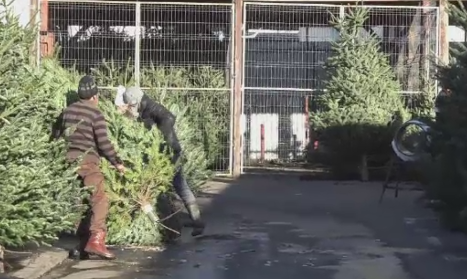 Brazii din Olanda si Ungaria fac concurenta celor din Romania. Care este cel mai mic pret pentru un pom de Craciun