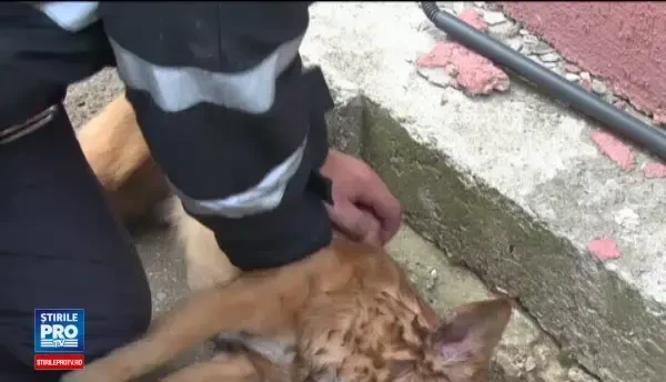 Catelusul, resuscitat minute in sir de pompierul erou din Pitesti, a murit. Mesajul publicat de Costache Mugurel