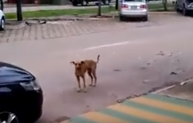 VIDEO de milioane de vizualizari pe internet. Un caine pare sa "danseze" cand aude muzica latino