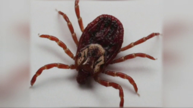 A fost descoperit un nou gen de căpușă uriașă, cu un comportament de "vânător"