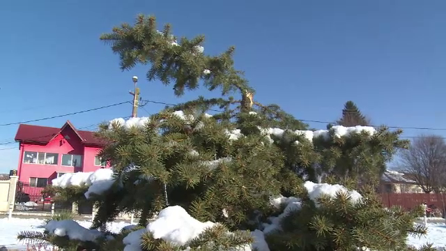 Si-au batut joc de bradul din curtea bisericii, care in fiecare an era impodobit de oameni. Revolta intr-un sat din Dambovita