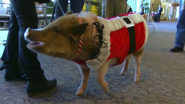 Sedinte de terapie cu un porcusor, intr-un aeroport din SUA. Reactiile pasagerilor care il intalnesc pe Bacon Bits