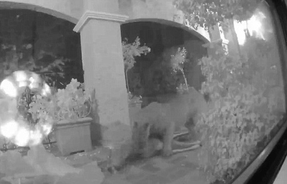 Socul trait de un cuplu de americani treziti din somn de zgomote puternice. Imaginile surprinse de camera de supraveghere