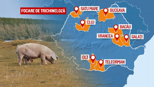 14 focare de trichineloza deja in opt judete din Romania. Cat dureaza si cat costa sa testati carnea de porc