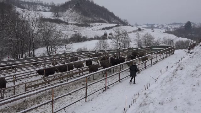 Pe langa carnea de porc, pentru masa de Craciun puteti opta pentru strut sau mistret. Ce preparate gasiti la pensiuni