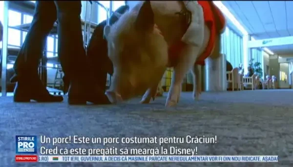 Sedinte de terapie cu un porcusor, intr-un aeroport din SUA. Reactiile pasagerilor care il intalnesc pe Bacon Bits