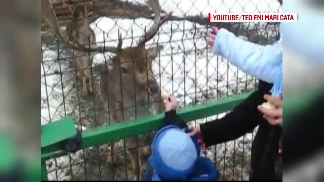 Inconstienta localnicilor si a turistilor a ucis singurul cerb lopatar din Roman. 2 kilograme de plastic avea in burta
