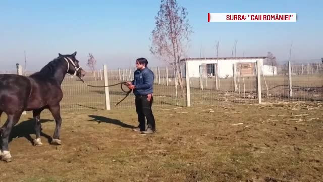 In urma cu 1 an, Denis Stefan salva un cal care urma sa ajunga pe mesele italienilor. Ce s-a intamplat intre timp cu Uma