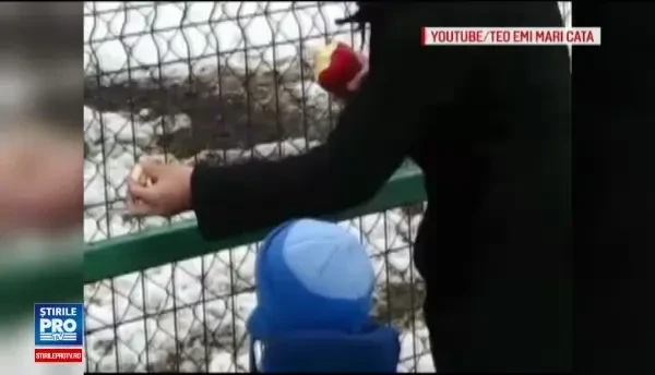 Inconstienta localnicilor si a turistilor a ucis singurul cerb lopatar din Roman. 2 kilograme de plastic avea in burta