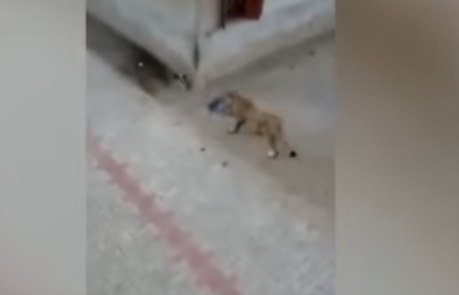 Un leu evadat dintr-o rezervatie a ingrozit locuitorii unui sat din India. Ce manca animalul de prada in fata lor. VIDEO