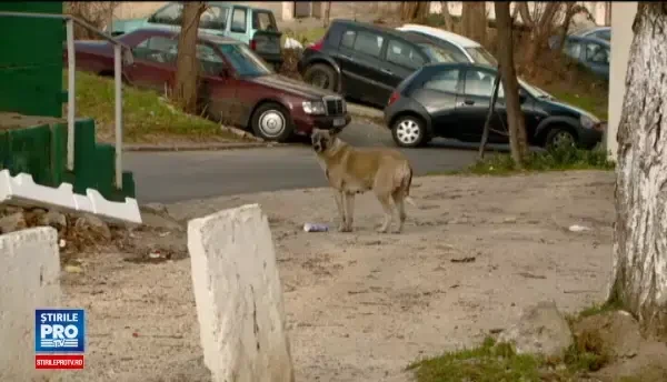 Un bebelus a fost gasit mort intr-un parc din Constanta, sfasiat de caini. Politistii nu reusesc sa dea de urma mamei