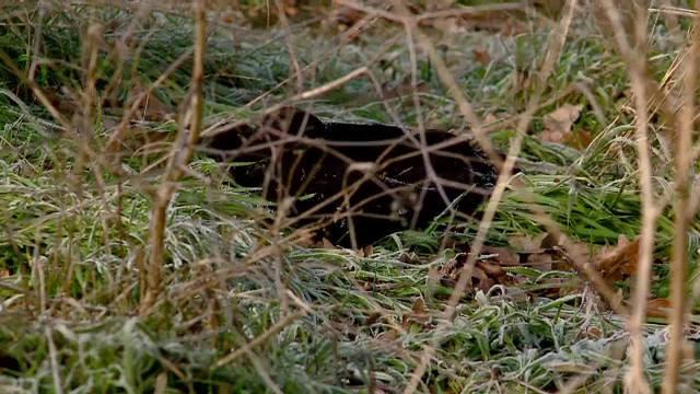 Medicii legisti au decis ca bebelusul gasit mort intr-un parc din Constanta s-a nascut viu. Politistii o cauta pe mama