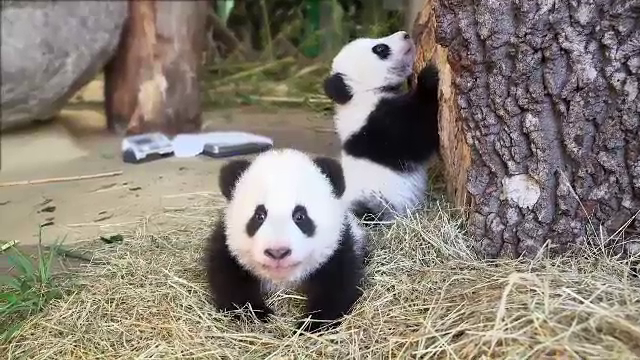 Doi pui de panda au devenit atractia gradinii zoologice din Viena. Fu Feng si Fu Beng sunt staruri pe retelele de socializare