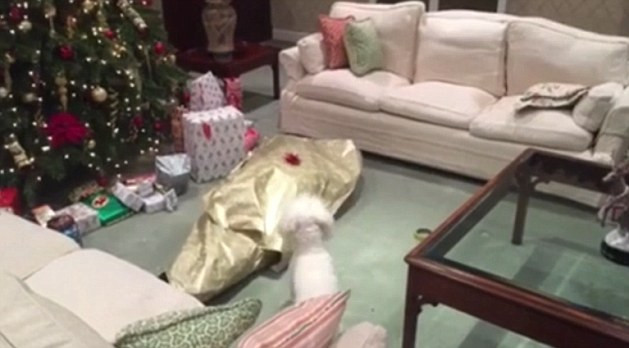 Momentul savuros in care un catelus gaseste un cadou urias langa bradul de Craciun si incearca sa-l desfaca. Ce era in el