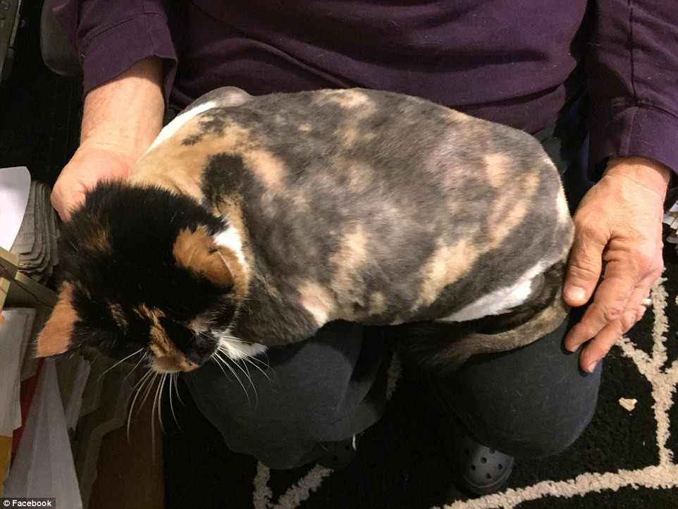 Nu a mai fost tunsa de ani de zile si ajunsese sa fie o "creatura". Cum arata pisica fara blana. FOTO