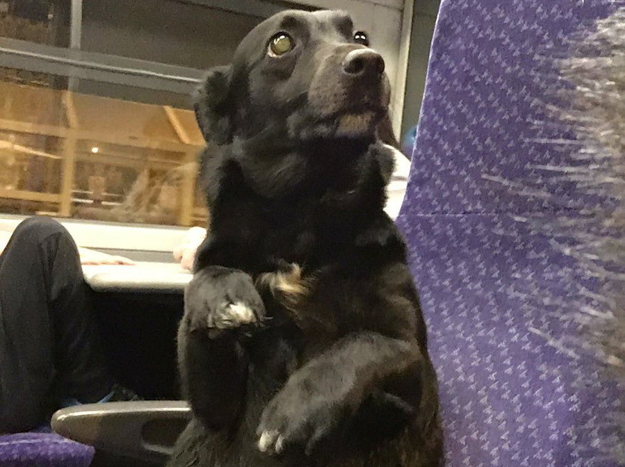 Cainele care se crede om si s-a asezat in fund pe scaun, intr-un tren. Cine se afla langa el. FOTO